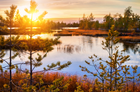 Autumn landscape with colorful sunset in the swampの写真素材