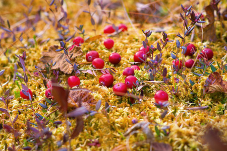 Red ripe berries of a cranberry on moss in the autumn Siberian taiga.の写真素材