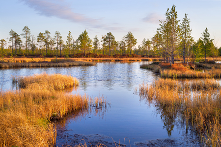 Autumn beautiful landscape. Marsh in Western Siberia in late autumn at sunset.の写真素材