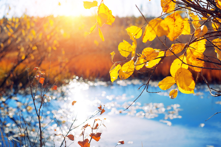Autumn scene with yellow willow leaves in swampの写真素材