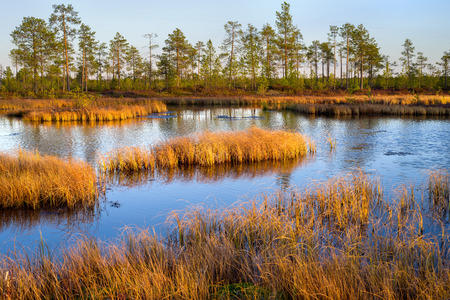 Autumn beautiful landscape. Marsh in Western Siberia in late autumn at sunset.の写真素材