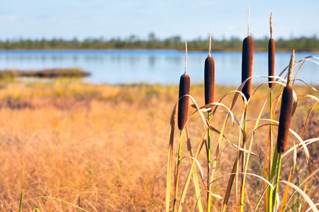 Autumn landscape with plant of cattail on the lakeの写真素材