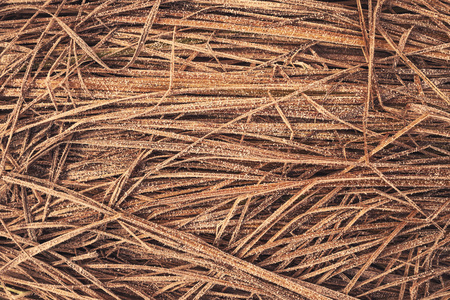 Abstract natural background of dry grass covered with hoarfrostの写真素材