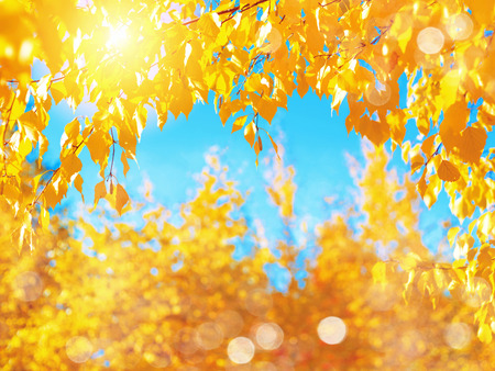 Bright autumn background. Natural background with yellow birch branches against the skyの写真素材