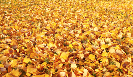 Autumn bright background of fallen yellow birch leavesの写真素材