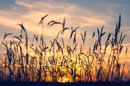 Summer evening landscape with reeds against the sunset backgroundの写真素材