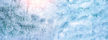 Winter bright background with  pine branch in  frost. Snow-covered pine branches.の写真素材