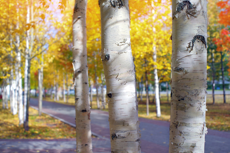 In the autumn park. Autumn landscape with white birch trunks in city park.の写真素材