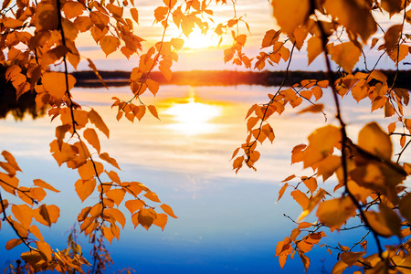 Colorful autumn landscape. Branches of birch on the shore of the lake in the rays of the setting sun.の写真素材