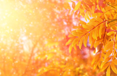 Autumn bright blurred background with yellow leaves of mountain ashの写真素材