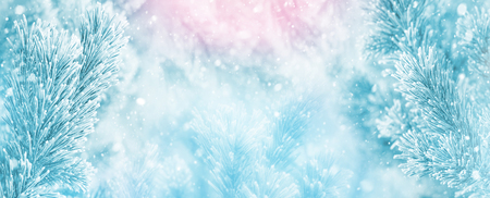 Winter bright background with  pine branch in  frostの写真素材