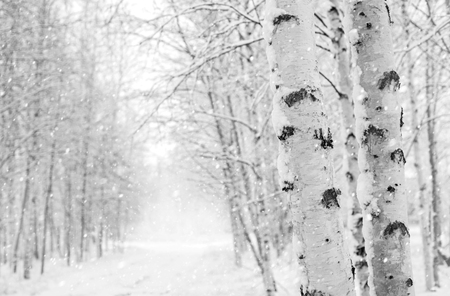 Winter landscape with snowy birch trees in the parkの写真素材