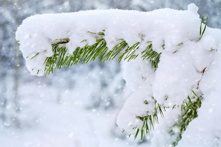 Branch of pine tree covered with snow and water dropsの写真素材