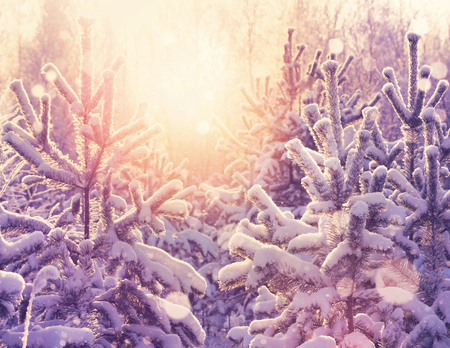 Winter bright landscape with coniferous snow-covered forest in the sunの写真素材