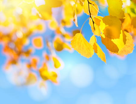 Colorful bright aspen leaves against  blue skyの写真素材