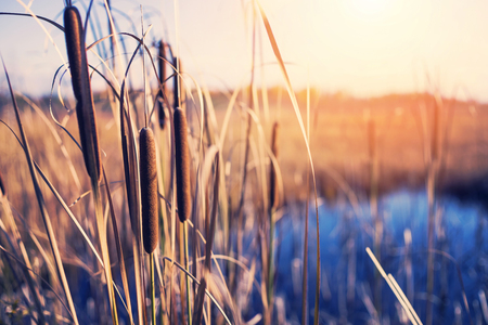 Autumn landscape with plant of cattail on the bank of the pondの写真素材