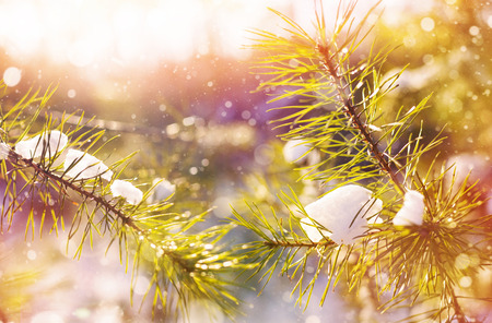 Winter bright background with snowy pine branches in the sunの写真素材