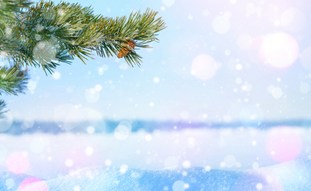 Winter Christmas background. Winter cards for design and pine.の写真素材