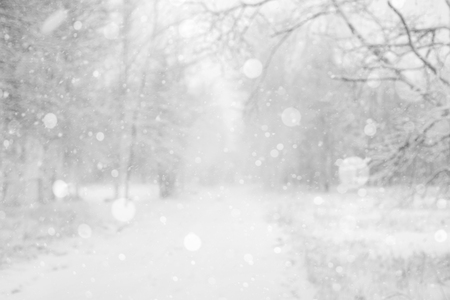 Winter blurred background of snow covered parkの写真素材