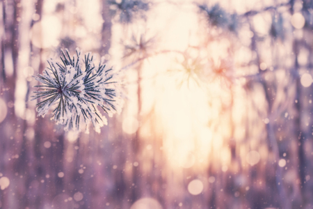 Winter background with pine branch in hoarfrost. Sunset in the winter forest.の写真素材