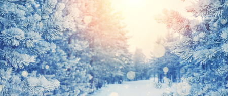 Beautiful snow-covered forest. Winter landscape with coniferous forest in hoarfrost. Winter background.の写真素材