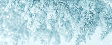 Bright winter background with snow-covered pine trees. Natural festive background.の写真素材
