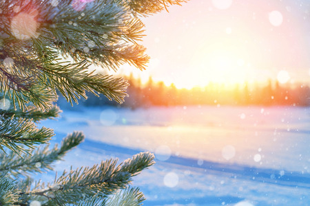 Winter landscape. Bright winter background with frozen pine branches in the sunset sunの写真素材