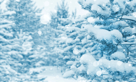 Winter landscape. Winter background with snow-covered coniferous forest.の写真素材