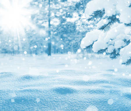 Winter bright background. Christmas landscape with snowdrifts and pine branches in the frost.の写真素材