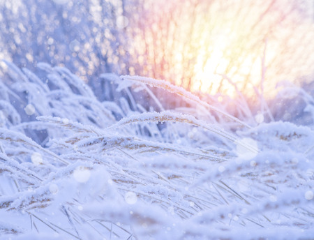 Winter landscape with snow-covered reeds in the sunの写真素材