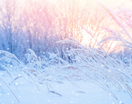 Winter landscape with snow-covered reeds in the sunの写真素材