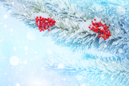 Winter bright background. Clusters of bright frozen rowan on pine branches.の写真素材