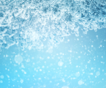 Bright winter background with snow-covered pine trees. Natural festive background.の写真素材