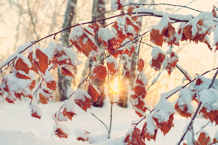 Winter scene in the forest. Branch of birch with yellow leaves covered with snowの写真素材