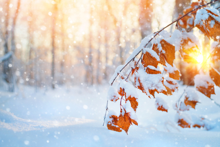 Winter scene in the forest. Branch of birch with yellow leaves covered with snowの写真素材