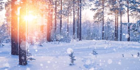 Winter landscape. Colorful sunset in the winter coniferous forestの写真素材