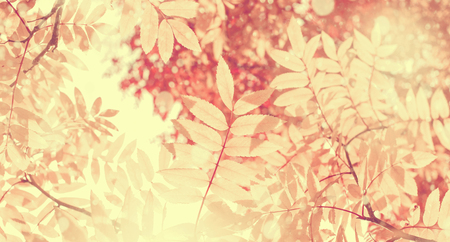 Bright autumnal background with yellow leaves of mountain ash in the sunの写真素材