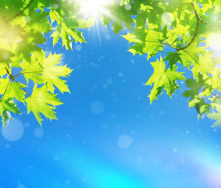 Bright leaves of  maple tree against blue skyの写真素材