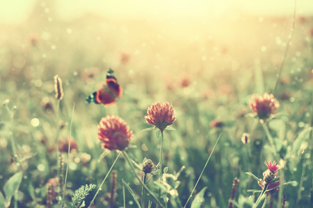 Summer landscape with blooming clover at sunset. Summer background with butterfly on clover flowerの写真素材