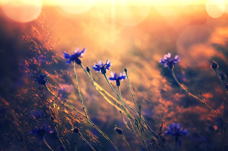 Summer landscape with wildflowers cornflowers in the rays of the sun. Landscape with wildflowers in retro styleの写真素材