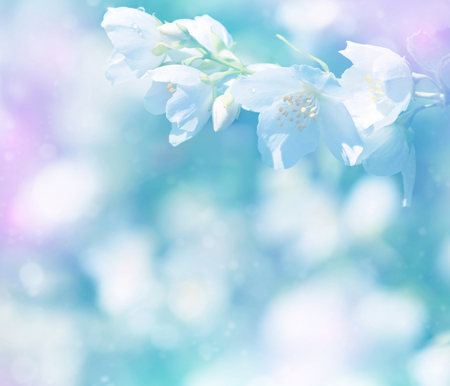 Spring natural  background with bright blooming jasmine. Gentle spring backgroundの写真素材