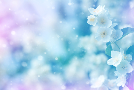 Spring natural  background with bright blooming jasmine. Gentle spring backgroundの写真素材