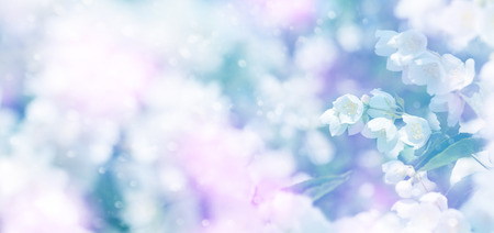 Spring natural  background with bright blooming jasmine. Spring floral backgroundの写真素材