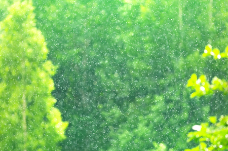 Natural background. Blurred green background with falling raindropsの写真素材