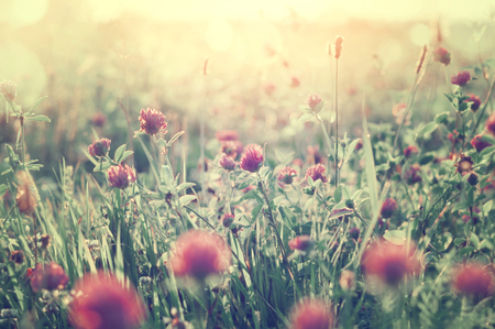Summer landscape with flowers clover in the meadow. Blooming clover in the meadow in the morning sun.の写真素材