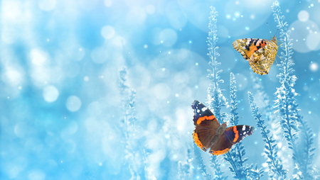 Natural bright background with butterflies on wildflowers. Beautiful butterflies on blue blurred backgroundの写真素材