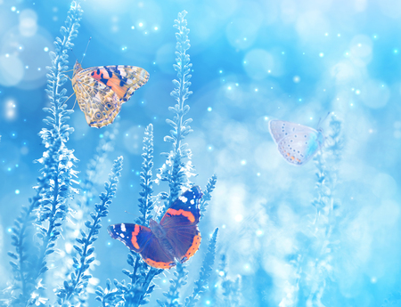 Natural bright background with butterflies on wildflowers. Beautiful butterflies on blue blurred backgroundの写真素材