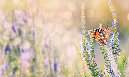 Natural background with butterfly on wildflowers. Beautiful butterfly sits on flowers on  summer meadowの写真素材