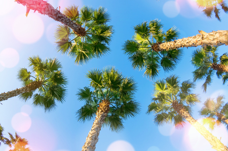 Beautiful summer background with palm trees. Palm trees with highlights on  blue sky.の写真素材