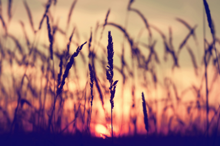 Evening bright landscape with tall grass against the backdrop of the setting sun. Reed plant at sunsetの写真素材